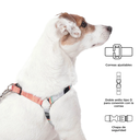 ArnesCaminataBrunno4YV-3.webp