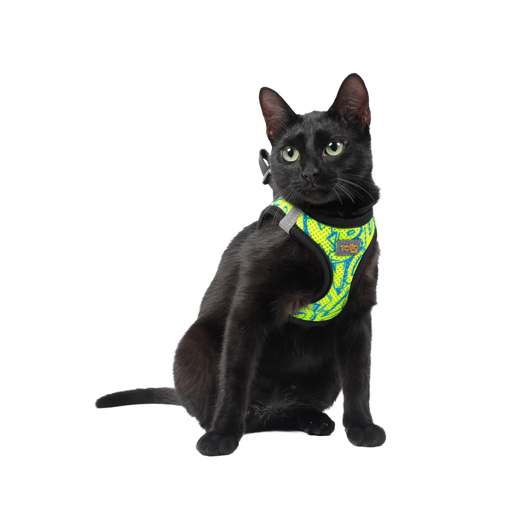 PecheraToby2AN-Gato.webp