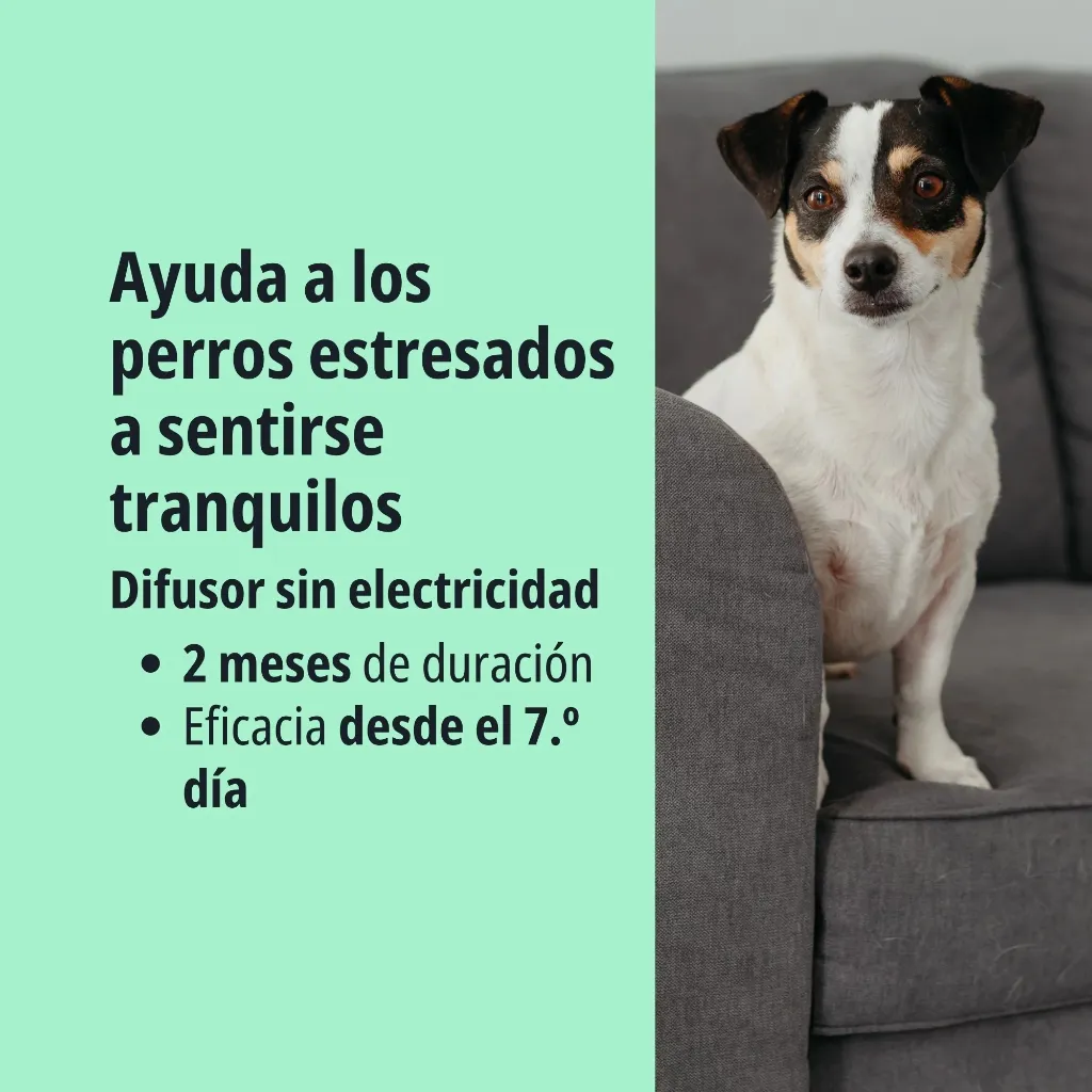 Zenidog-difusor_Visual-3_2026.jpg.webp