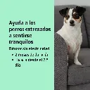 Zenidog-difusor_Visual-3_2026.jpg.webp