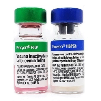 PROCYON TRIPLE FELINA + LEUCEMIA